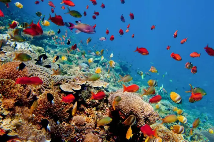Nusa Lembongan, an Exotic Beach With Underwater Beauty in Bali